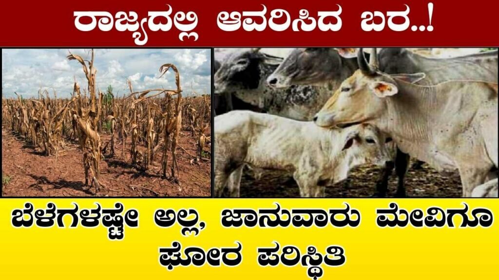 Cattle fodder also drought